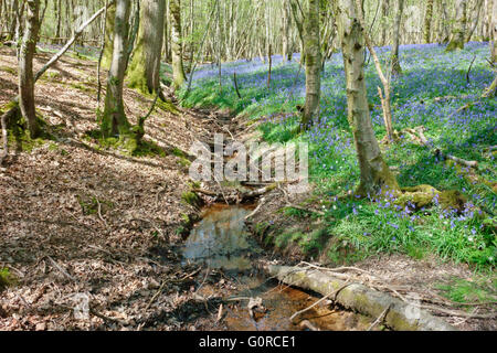 Bach durch ein Bluebell Holz im Frühjahr, Sussex England UK Stockfoto