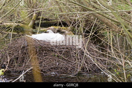 Stummschalten Sie Schwan (Cygnus Olor) auf Nest, England, UK Stockfoto