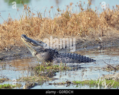 Großen Bull männliche Alligator ruft für einen Kumpel in Florida Sumpf Stockfoto