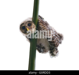 Verjährt Owlet Sitzstangen auf einem Ast, isoliert auf weißem Hintergrund Stockfoto