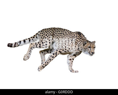 Gepard läuft, Isolated on white Background Stockfoto