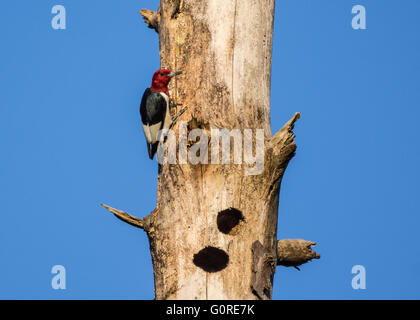 Eine schöne rothaarige Specht (Melanerpes Erythrocephalus) an einem toten Baumstamm. Texas, USA. Stockfoto