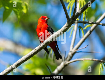 Eine bunte Scarlet Tanager (Piranga Olivacea) thront auf einem Ast. High Island, Texas, USA. Stockfoto