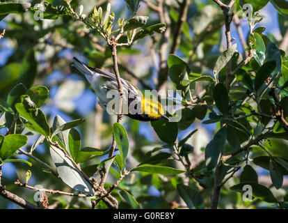 Eine bunte männliche Black-throated grünen Warbler (Setophaga Virens) im Baum aktiv. High Island, Texas, U Stockfoto