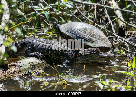Reptilien-Freunde, eine Schildkröte und ein Alligator, Sonnenbaden neben einander. High Island, Texas, USA. Stockfoto