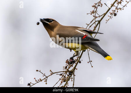 Eine bunte Zeder Seidenschwanz (Bombycilla Cedrorum) ernähren sich von Beeren. Texas, USA. Stockfoto