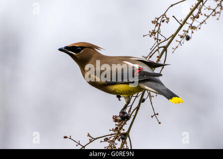 Eine bunte Zeder Seidenschwanz (Bombycilla Cedrorum) thront auf einem Ast. Texas, USA. Stockfoto