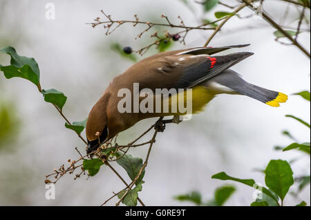 Eine bunte Zeder Seidenschwanz (Bombycilla Cedrorum) ernähren sich von Beeren. Texas, USA. Stockfoto