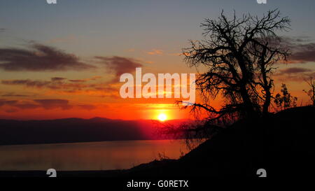 Salton Sea Sunrise von hoch oben in den Bergen von Santa Rosa durch die Bäume gesehen Stockfoto