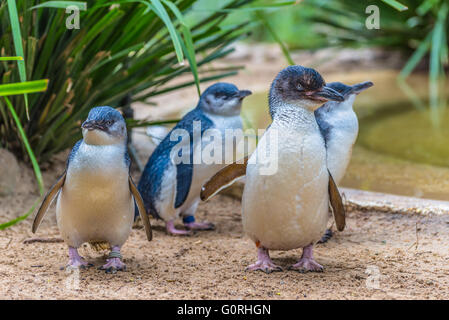 Kleiner Pinguin im Wildpark, Australien Stockfoto