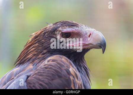 Australische schwarze Breasted Bussard Stockfoto