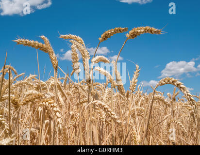 Reife Ähren in Nahaufnahme Stockfoto