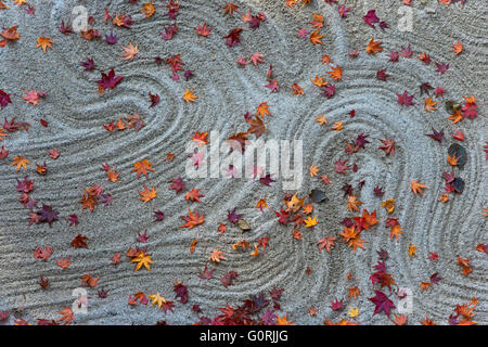 Am frühen Morgensonnenlicht beleuchtet den Zen-Garten geharkt weißen Sand bestreut mit gefallenen Herbst Blätter, in Hosen, ein buddhistischer Tempel im Stadtteil Ohara von Nordosten Kyoto, Japan. Stockfoto