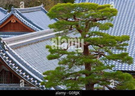 Ein Tele Blick zeigt eine Akamatsu rote Kiefer geformt, Bonsai-ähnliche Perfektion vor Kawara Keramik Ziegeldächer in Komyo-Ji, ein buddhistischer Tempel in der südwestlichen Stadtrand von Kyoto, Japan. Stockfoto