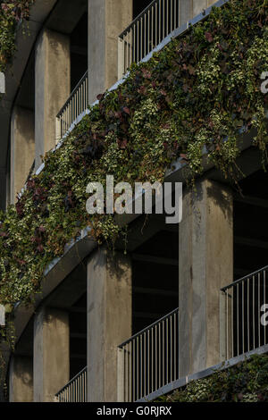 Parkplatz-Anlage, Glostrup Hospital, Copenhagen. Das Runde Gebäude hinterlässt einen minimalen Platzbedarf und Sonnenkollektoren entlang der Fassade mit der grünen Wand bietet einen üppigen visuellen Eindruck eingearbeitet hat. Nahaufnahme des Laubes auf den Außenwänden des t Stockfoto