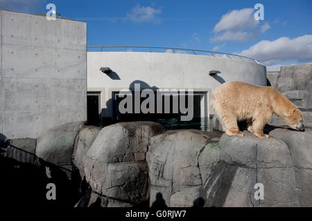 Die arktischen Ring, Copenhagen Zoo. Die Arktis-Ring versucht, natürlichen Lebensraum der Eisbären in der Wildnis der Arktis ähneln. Eisbär auf Steinen klettern. Stockfoto