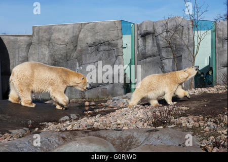 Die arktischen Ring, Copenhagen Zoo. Die Arktis-Ring versucht, natürlichen Lebensraum der Eisbären in der Wildnis der Arktis ähneln. Eisbären in den Ring. Besucher dieser Seite von ihnen durch Glasscheiben. Stockfoto