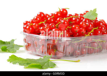 Frische rote Johannisbeere Beeren in Kunststoff-container Stockfoto