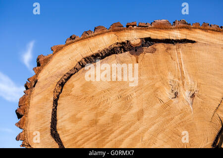 Gesägte Ende einen großen Baumstamm mit konzentrischen Alter Ringen und Rohschnitt Holz. Stockfoto