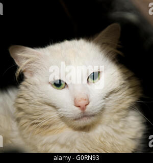 Creme Birma Katze Stockfoto