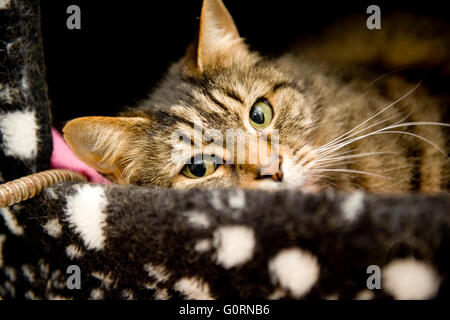 Katze schläft in einem Bett Katze Stockfoto