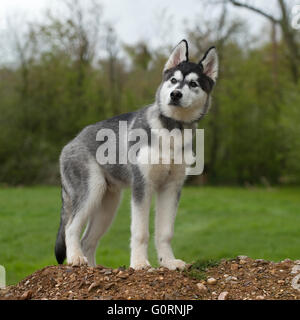 Siberian Husky Welpen Stockfoto