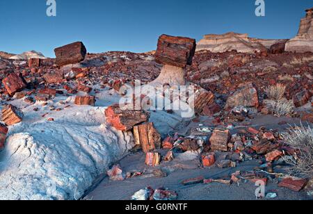 Versteinertes Holz Protokolle über Jasper Forest im Petrified Forest National Park in Apache, Arizona verstreut. Stockfoto