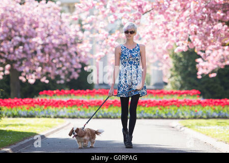 Eine Student Mädchen Frau geht einen Hund durch rosa Kirschblüte in Alexandra Gardens, Cathays Park, Cardiff. Stockfoto