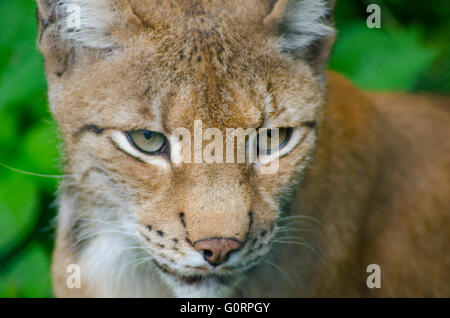 Porträt der eurasische Luchs Stockfoto