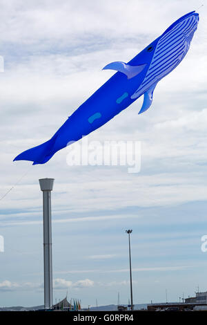 Blue Shark Drachen fliegen über den Sea Life Tower, Jurassic Skyline Tower, beim Weymouth Kite Festival, Dorset UK im Mai Stockfoto