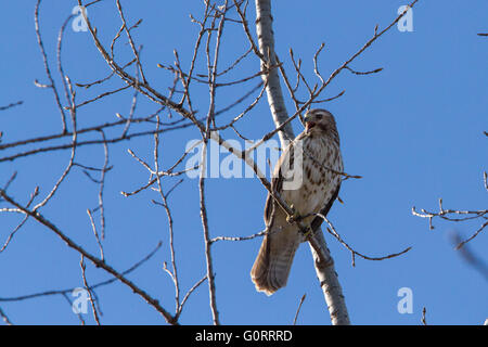 Rot-geschultert Hawk im Frühjahr Stockfoto