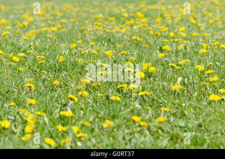 Bereich der Löwenzahn (Taraxacum Officinale) in Blüte. Reichlich gelbe Blüten auf einer britischen Wiese unter den Rasen Stockfoto