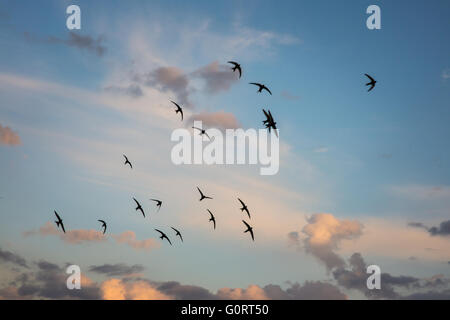 Vogelschwarm über einen feurigen Sonnenuntergang Himmel fliegen Stockfoto