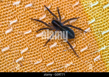 Spinne sitzt auf orange Stoff Nahaufnahme Makroaufnahme Stockfoto