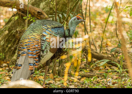 Ein Pfauentruthuhn im Lakandonischen Urwald in Campeche, Mexiko Stockfoto