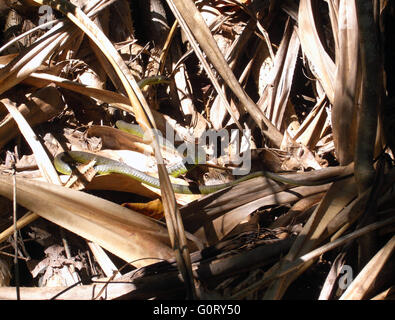 Kleine Schlange unter Pandanus Wedel, Fitzroy Island National Park, Great Barrier Reef, Queensland, Australien Stockfoto