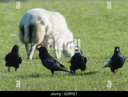 28.04.2016, Raben, Rabenvögel; in einem Lämmer Feld im Bereich Caithness, Schottland, Vereinigtes Königreich. Stockfoto