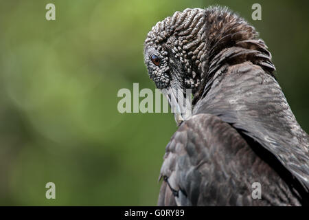 Mönchsgeier im Portrait. Stockfoto