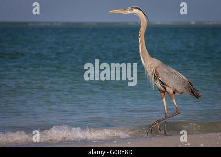 Ein Great Blue Heron zu Fuß entlang der Brandung im Fort De Soto, Florida. Stockfoto