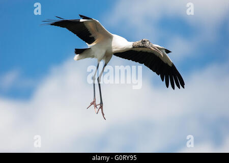 Ein Holz-Storch im Flug in Gatorland rookery Stockfoto