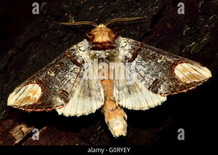 Buff-Tip Motte (Phalera Bucephala) mit Flügel öffnen. Britische Nachtaktive Insekten in der Familie Notodontidae, mit Hinterflügel sichtbar Stockfoto