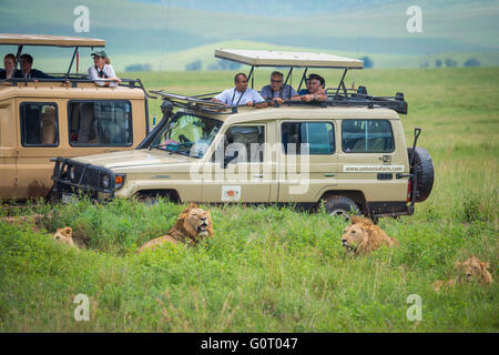 Touristen in einem Safari-Fahrzeug sehen wilde männliche Löwen ruht in der Ngorongoro Crater, Tansania, Ostafrika Stockfoto