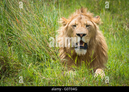 Ein junger Wilder männlicher Löwe in der fruchtbaren Gräser der Ngorongoro Crater Conservation area in Tansania, Ostafrika Stockfoto