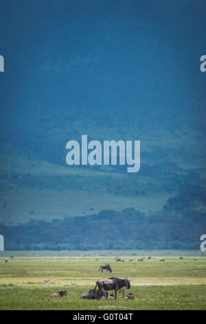 Wilden Gnus und andere afrikanische Tiere auf den Ebenen von Ngorongoro Crater in Tansania, Ostafrika Stockfoto