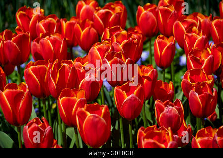 Keukenhof ("Küchengarten") Stockfoto