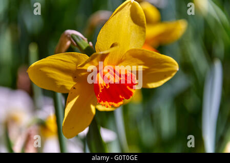 Keukenhof ("Küchengarten") Stockfoto