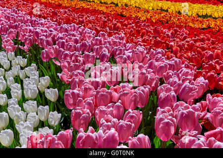 Keukenhof ("Küchengarten") Stockfoto