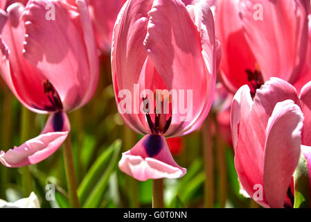 Keukenhof ("Küchengarten") Stockfoto