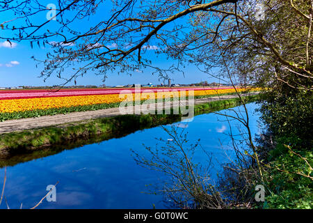 Keukenhof ("Küchengarten") Stockfoto
