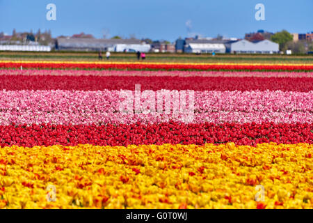 Keukenhof ("Küchengarten") Stockfoto